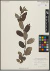 Foto von Salix aegyptiaca L.